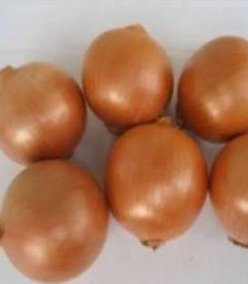 Ambra F1 - 250.000 sem - Seminte de ceapa cu bulbi uniformi bine inveliti in frunze si de culoare aramie avand aspect comercial placut de la Cora Seeds