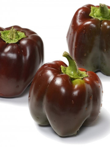 Ardei gras Sweet Chocolate (30 seminte) culoare atractiva, gust deosebit, soi extratimpuriu, Agrosem