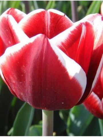 Armani (8 bulbi), lalele rosii cu marginea petalelor alba, bulbi de flori