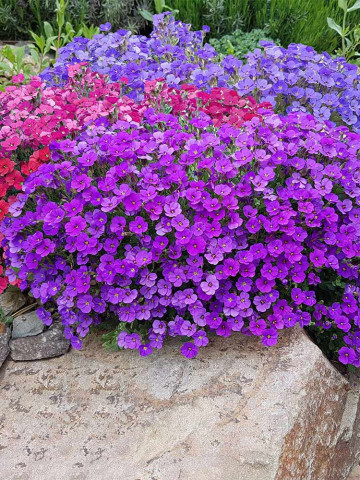 Aubrieta Mix (0.15 gr) planta perena flori albastre-violet, rosii, purpurii, Agrosem