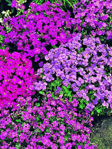 Aubrieta Mix (0,4 g) Flori Aubrieta Mix de la Opal