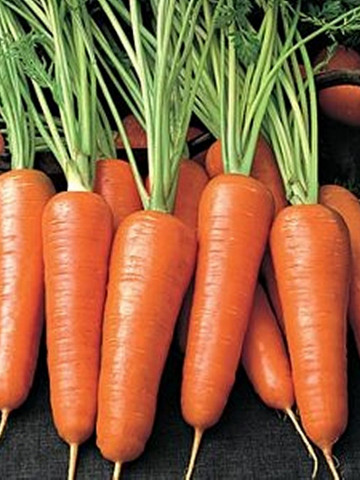Aurantina F1 - 100.000 sem - Seminte de morcovi cu forma cilindrica spre conica avand o maturitate deplina la 120 de zile de la Takii Seeds