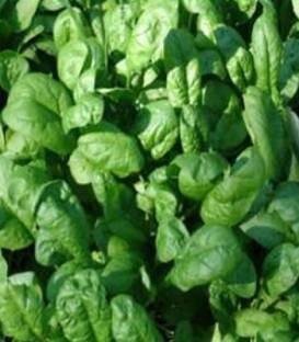 Ballet F1 (100.000 seminte) spanac verde inchis, Seminis