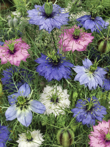 Barba Imparatului Mix (1 g), seminte flori Nigella damascene de la Opal