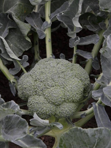 Batory F1 (2500 seminte) de brocoli verde inchis greutate intre 1 kg - 1.5 kg, Syngenta