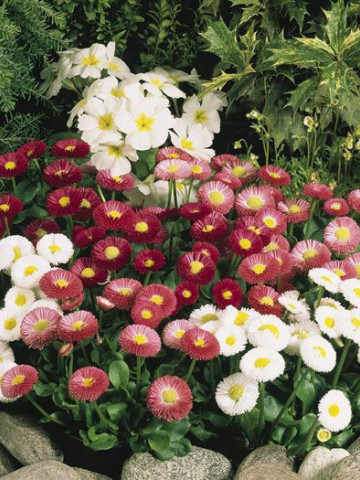 Bee Happy Banutei Monstrosa Mix (0.3 gr) seminte de flori Bellis Perennis Monstrosa Mix planta anuala cu multe ramificatii, Laktofol