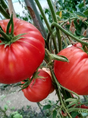 Beefmaster F1 (30 seminte) tomate fructe foarte mari tip gigant, pulpa carnoasa, ferma si dulce tip Beef, Agrara