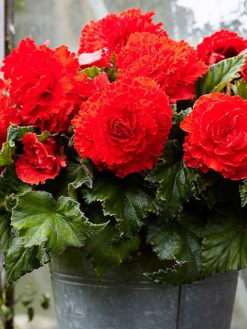 Begonie Fimbriata Red (3 bulbi), floare mare creata, culoare rosu, bulbi de flori