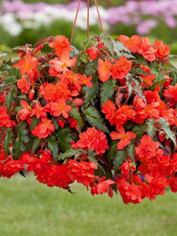 Begonie Pendula Orange (3 bulbi), floare mare, curgatoare, culoare portocaliu, bulbi de flori