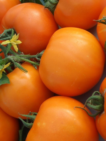 Bendida F1 – 250 sem – Seminte Tomate Bendida Semitimpurii culoare portocaliu intens de la Geosem