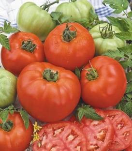 Benefica - 20 gr - Seminte de rosii cu fructe rotund-aplatizate fermitate buna capacitate de coacere excelenta ajungand la greutati de peste 200 de grame fiind destinate atat cultivarii in camp cat si consumului imediat United Genetics