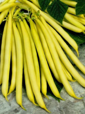 Bergold (50 gr) Seminte Fasole Pitica Galbena Cilindrica Soi Timpuriu, Agrosem