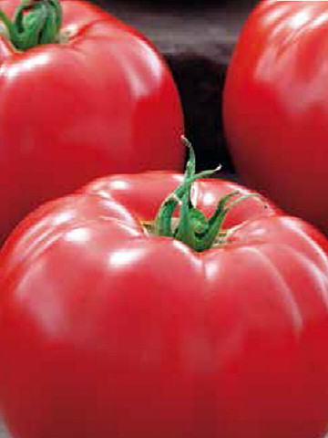 Big Beef F1 (100 seminte) de tomate timpurii, Seminis
