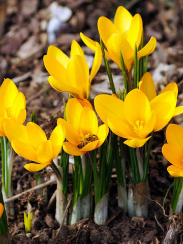 Big Yellow (7 bulbi), branduse galbene, bulbi de flori