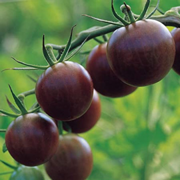 Black Cherry (100 seminte) rosii cherry negre soi nedeterminat timpuriu, Agrosem