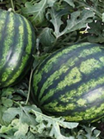 Bostana F1 (1000 seminte) pepene verde hibrid timpuriu de la Syngenta