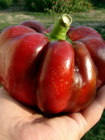 Bucur Ardei Gogosar Gigant (10.000 seminte) ardei gogosar soi romanesc, 4 Agro