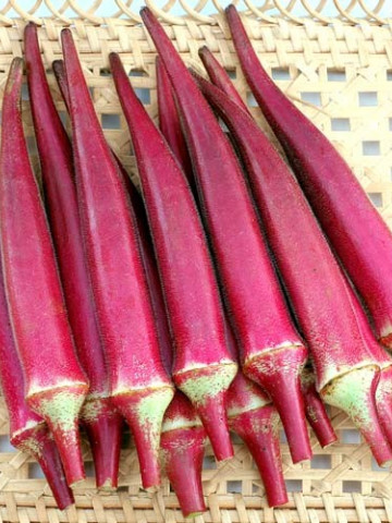 Burgundy - 5 gr- Seminte Bame Rosu Visiniu Inchis de la Florian