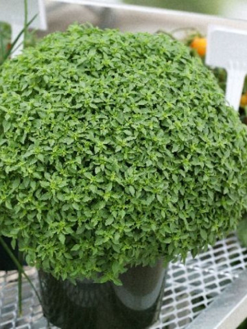 Busuioc mic Greco a Palla (650 seminte) de busuioc cu tufa mica, cu frunze aromate