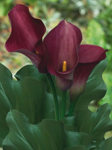 Cala Captain Reno (1 bulb), floare mare, culoare visiniu, bulbi de flori
