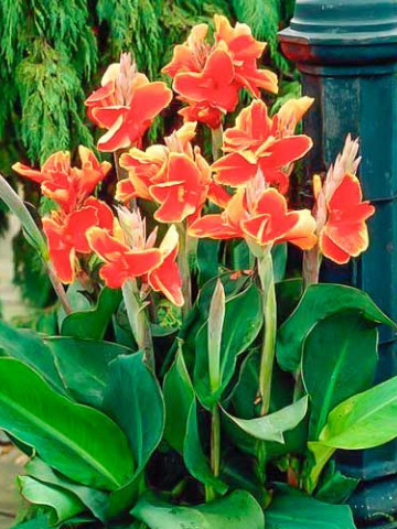 Canna Lucifer (1 bulb), floare exotica mare, culoare rosu cu galben, bulbi de flori