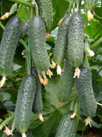 Capricorn 311 F1 (500 seminte) castraveti cornichon partenocarpic, Yuksel Seeds