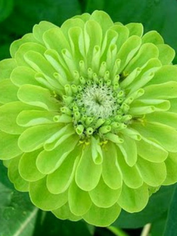 Carciumareasa verde (100 seminte) de flori Carciumarese verzi