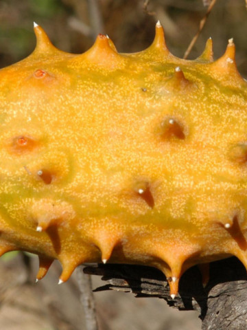 Castraveti africani Kiwano (4 seminte) planta anuala cataratoare, fructe pentru salate, deserturi, muraturi, Agrosem