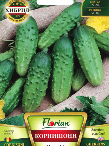 Castraveti CORNISON KRAK F1 - 1 gr - Seminte de Castraveti CORNISON Soi Semitimpuriu Florian Bulgaria