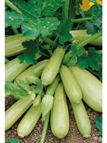 Cavili F1 - 500 sem - Seminte de dovlecei culoare verde deschis cilindric timpuriu ce se cultiva in camp sau solar de la Nunhems