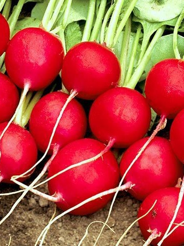 Celesta F1 (250 gr) ridichi cultivare pe toata perioada anului, Enza Zaden