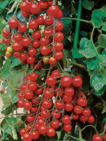 Cherolla F1 (35 seminte) de rosii tip cherry crestere nedeterminata, ZKI