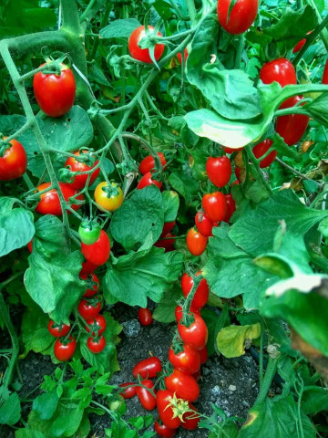 Cherry Mila (60 Seminte) tomate Cherry in forma de prunisoare nedeterminate, Geosem