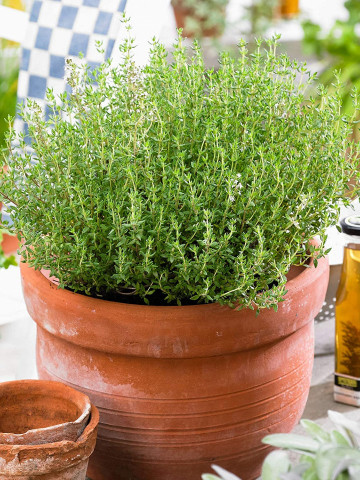Cimbrisor - Lamaioara (0.2 gr) seminte de cimbru de camp, planta aromatica si decorativa, Agrosem