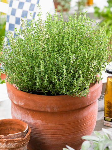 Cimbrisor - Lamaioara (0,3 g), seminte de cimbru de camp, planta aromatica si decorativa, Agrosem