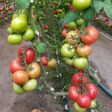 Clarosa F1 (250 seminte) rosii nedeterminate avand un timp de pastrare indelungat culoare roz stralucitor forma rotunda, Clause
