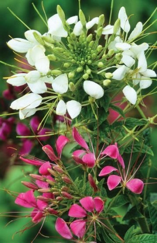Clema Cleopatrei - Seminte Flori Cleome Spinosa de la Florian