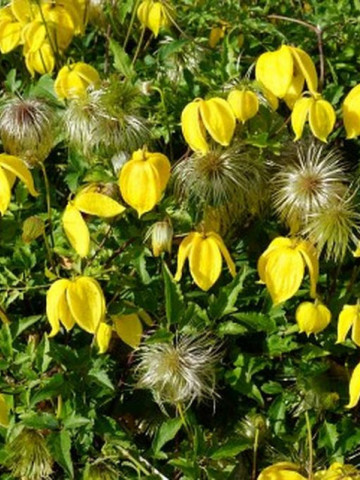 Clematita Tibetana Tangutica seminte de Clematite, tufa ornamentala cataratoare Clematis, cu flori galbene mari, in forma de clopotei, Vilmorin
