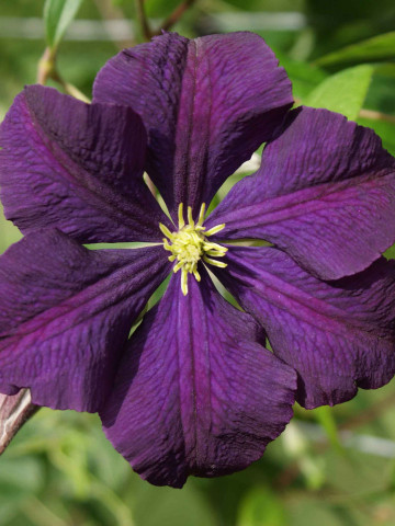 Clematite Etoile Violette (1.5 m in ghiveci de 2 L) tufa ornamentala cataratoare Clematis, cu flori mari, catifelate, colorate in violet intens