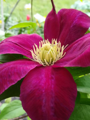 Clematite Hoshi-no-Flamenco (1.5 m in ghiveci de 2 L), tufa ornamentala cataratoare Clematis, clematita japoneza cu flori mari, rosii si centrul galben luminos