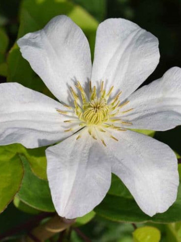 Clematite John Huxtable (1.5 m in ghiveci de 2 L) tufa ornamentala cataratoare Clematis, cu flori mari, albe si stamine galbene