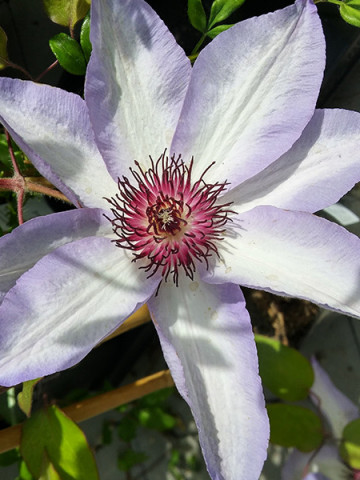 Clematite Misayo (1.5 m in ghiveci de 2 L), tufa ornamentala cataratoare Clematis, hibrid japonez cu flori mari, intr-o combinatie speciala de roz-violet pe margini si alb-roz in centrul petalelor