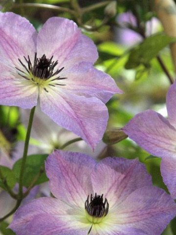 Clematite Morning Sky (1.5 m in ghiveci de 2 L) tufa ornamentala cataratoare Clematis, cu flori mari, intr-o combinatie superba de roz si violet