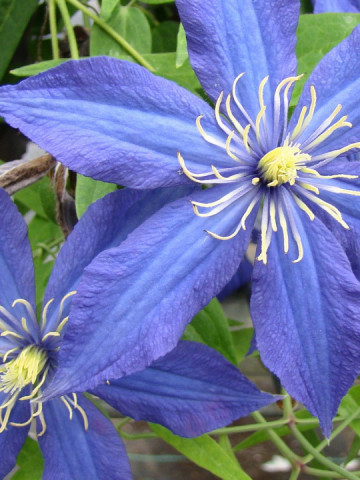 Clematite Rapsody (ghiveci 2 L), tufa ornamentala cataratoare Clematis, flori mov-albastre safir