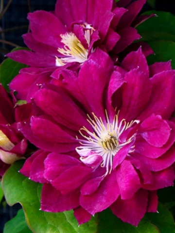 Clematite Red Star (ghiveci 2 L) clematita cu flori rosii superbe pline, cataratoare, tufa ornamentala Clematis