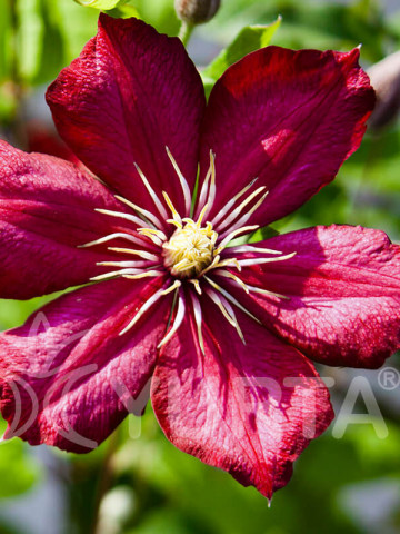 Clematite Sunset (ghiveci 2 L) cu flori mari, stelate, cu petale colorate intens in bordo si purpuriu, cu centrul auriu, planta cataratoare Clematis, Yurta