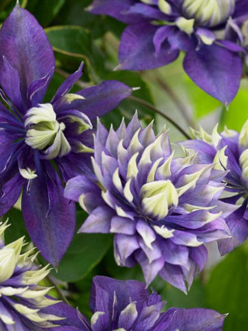 Clematite Taiga (ghiveci 2 L) cu flori mov-violet puse in evidenta de accente crem-verzui aflate pe varfurile petalelor ascutite, cataratoare Clematis