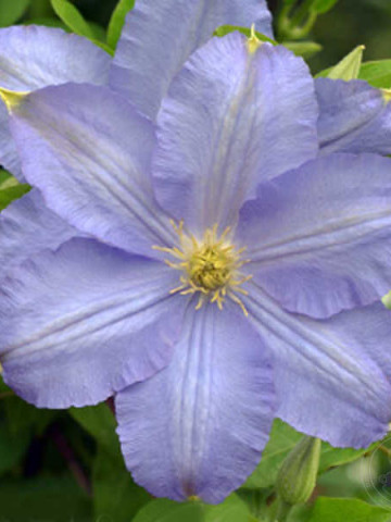 Clematite Vistula (1.5 m in ghiveci de 2 L) tufa ornamentala cataratoare Clematis, cu flori mari, colorate in violet-albastrui si stamine galbene