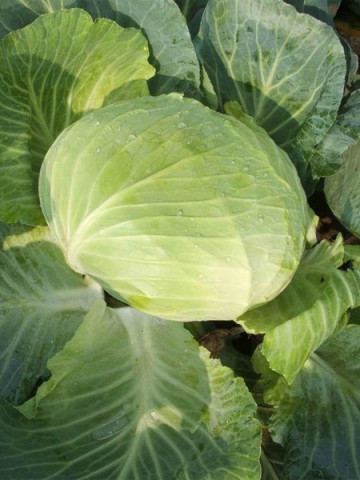 CMC Autumn Queen F1 (Autumn King F1) (TCA 542) - 2500 sem - Seminte de varza cu fructe plate si frunze subtiri fiind cel mai utilizat hibrid de catre fermieri de la Takii Seeds