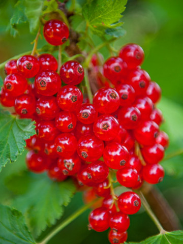 Coacaz rosu Ribes rubrum (1 butas in ghiveci 2 l), butasi de coacaze rosii cu fructe zemoase, acrisoare, Yurta